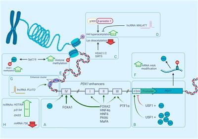 PDX1 is the cornerstone of pancreatic β-cell functions and identity